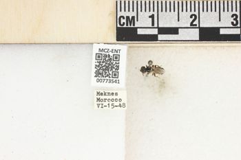 Media type: image;   Entomology 773541 Aspect: Labels